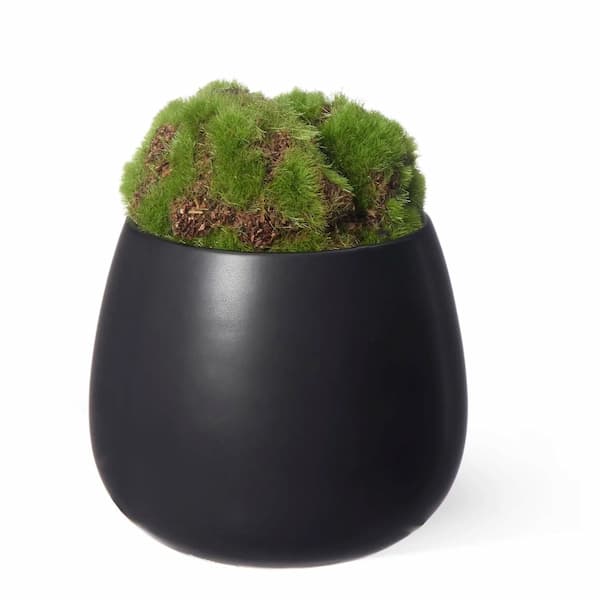 PRIMA Online（プリマオンライン）の苔盆 ゆらぎ CUPBON 盆栽 フェイクグリーン