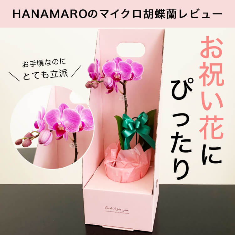   【購入レビュー】HANAMARO（はなまろ）のマイクロ胡蝶蘭はお祝い花にぴったり