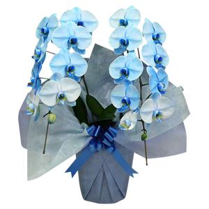 花秘書のプラチナ胡蝶蘭「クリスタル ブルー」